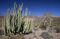 136 Organ Pipe Cactus National Monument